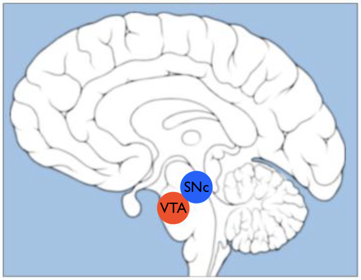 The VTA and SNc within the brain