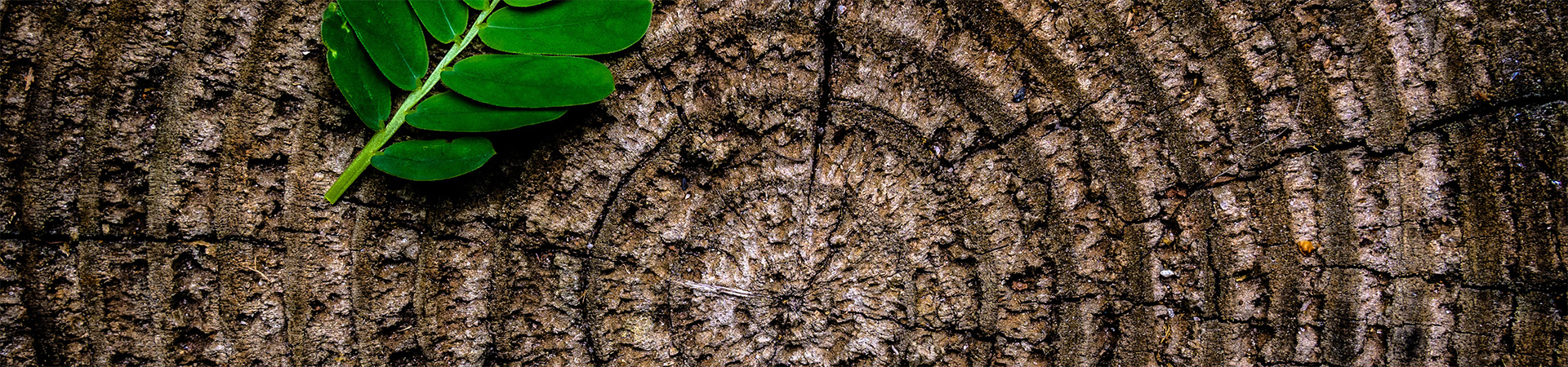 Closeup birds-eye view of the rings in a tree stump with a leaf sitting on top.
