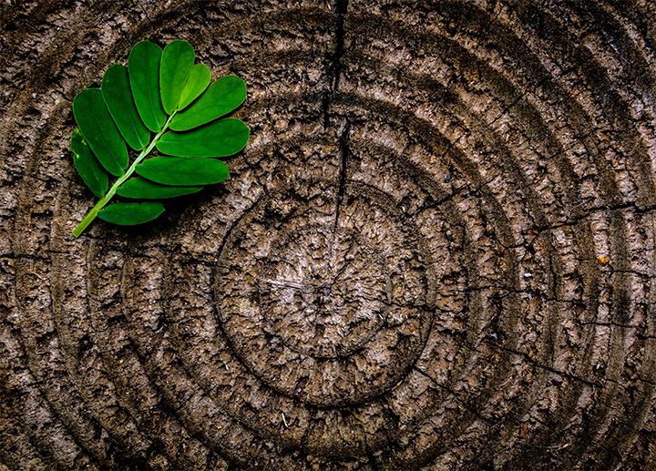 Closeup birds-eye view of the rings in a tree stump with a leaf sitting on top.