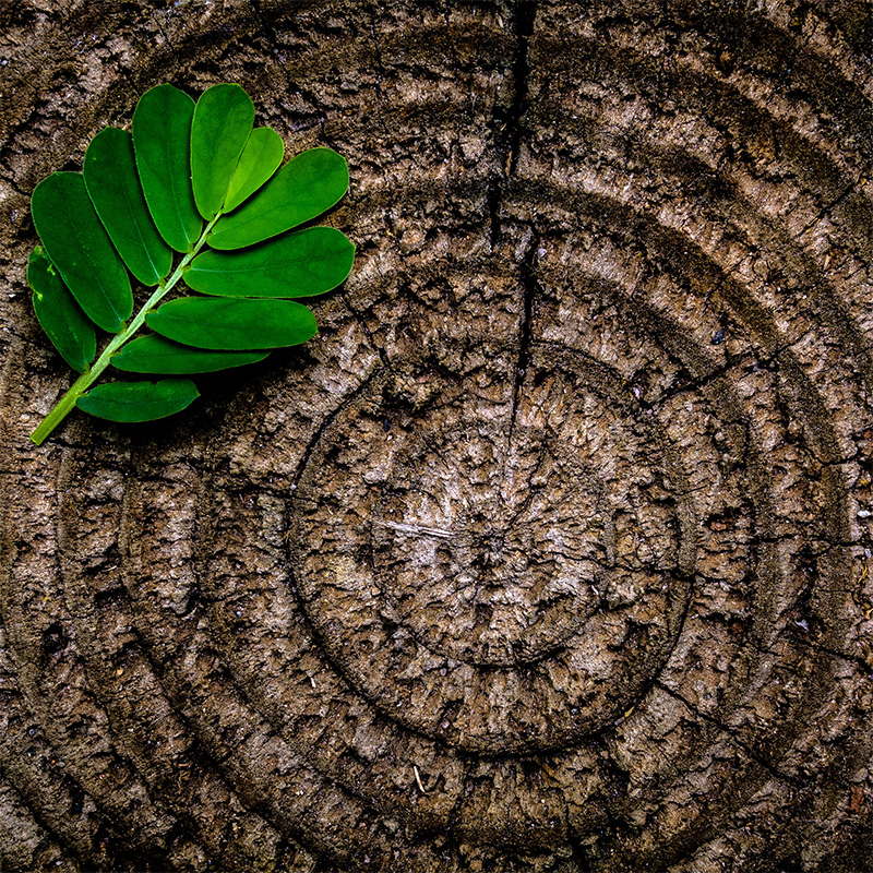 Closeup birds-eye view of the rings in a tree stump with a leaf sitting on top.