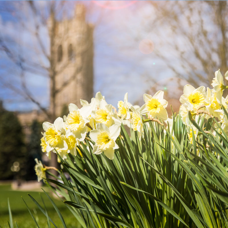 Flowers in the foreground with UC in the background