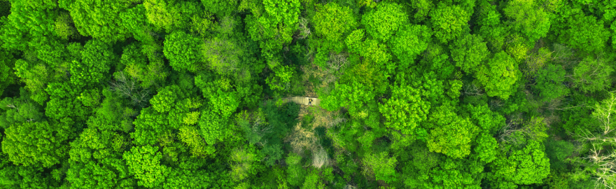 birds eye-view of forest