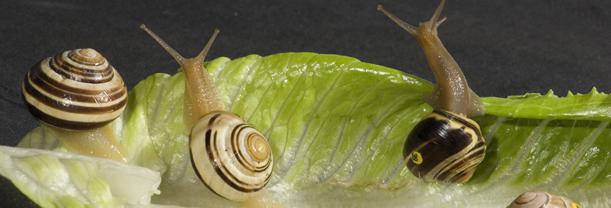 Snails eating a lettuce leaf for Ecology and Evolution