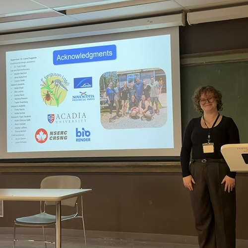 Photo of a chickadee