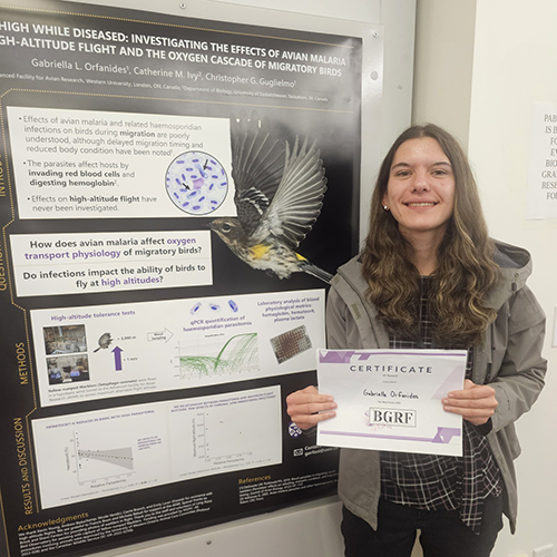 Photo of a chickadee