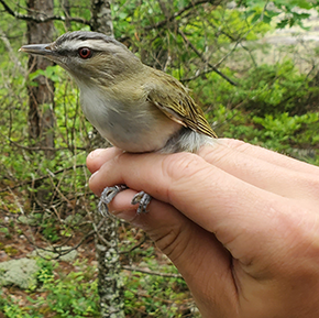 red-eyed vireo in hand