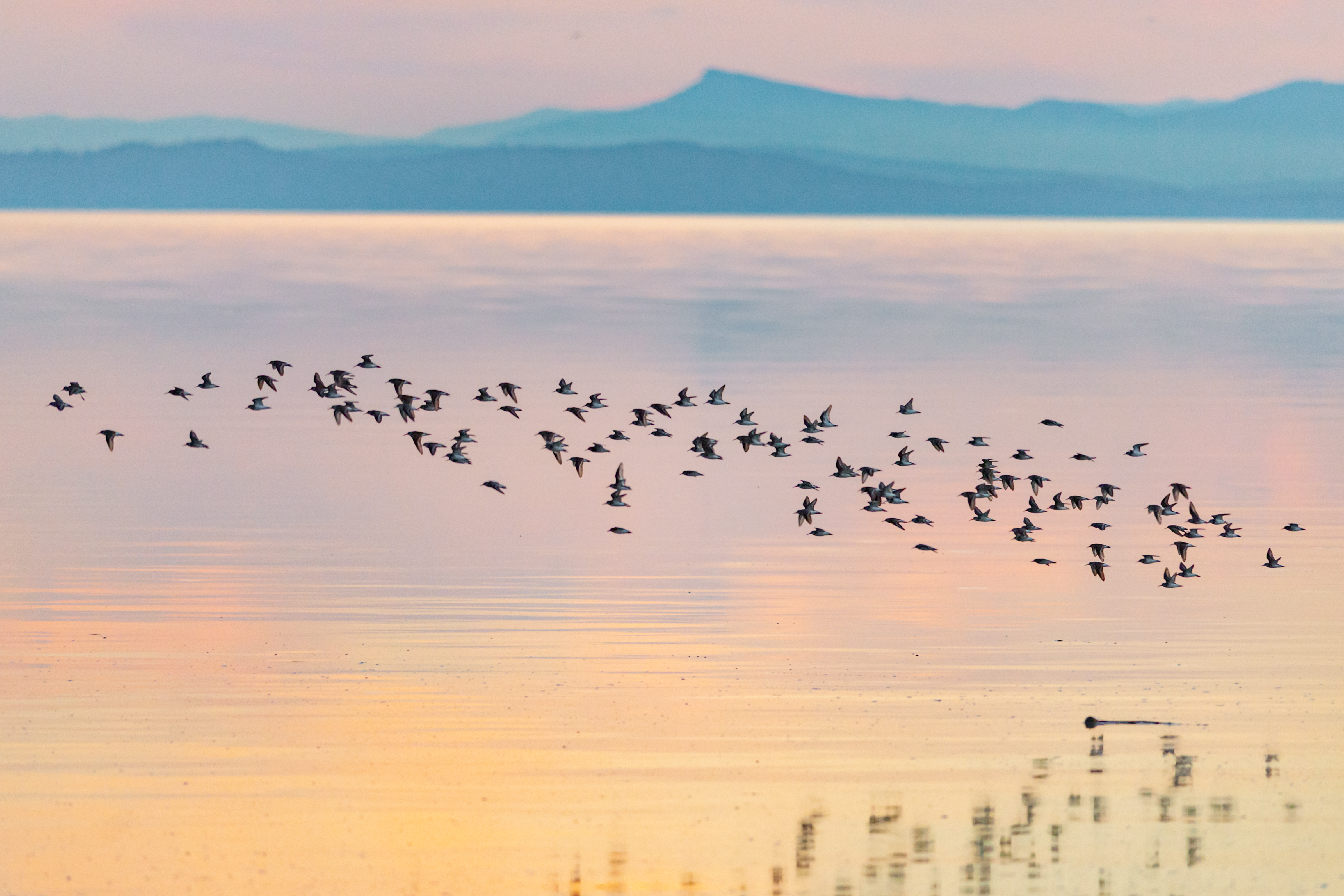 Flock of birds in flight over water