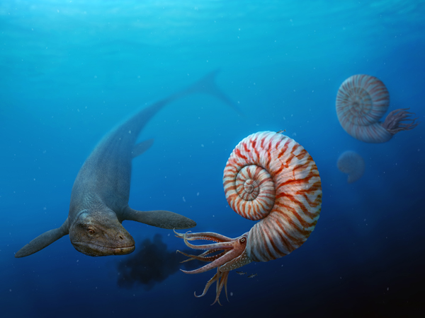 Artists recreation of a mosasaur and ammonite.