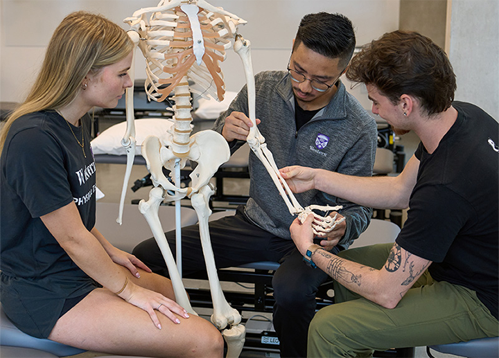 Physical Therapy students examining a model skeleton's wrist.