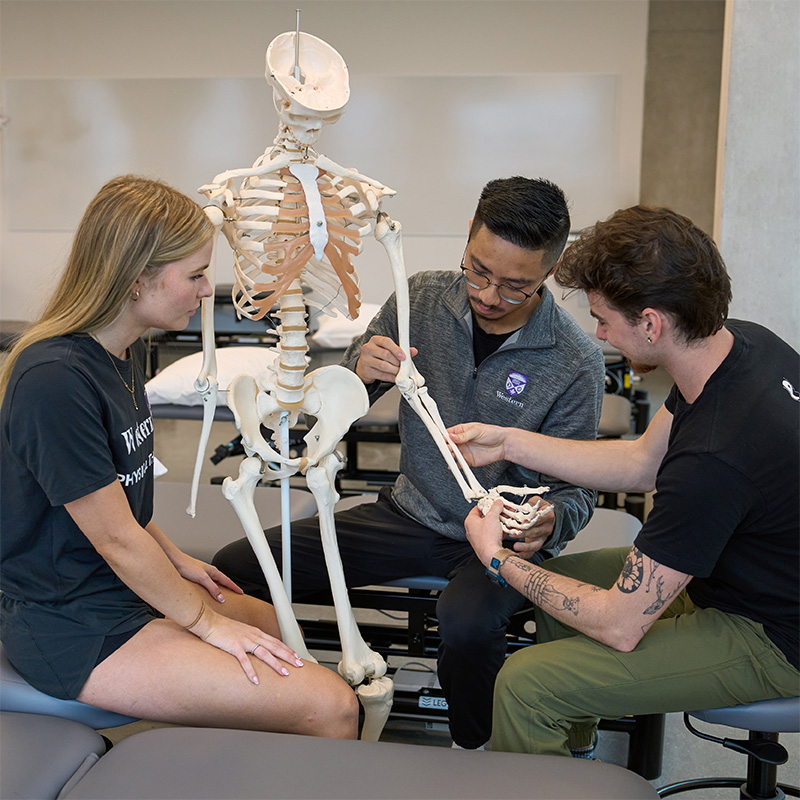 Physical Therapy students examining a model skeleton's wrist.