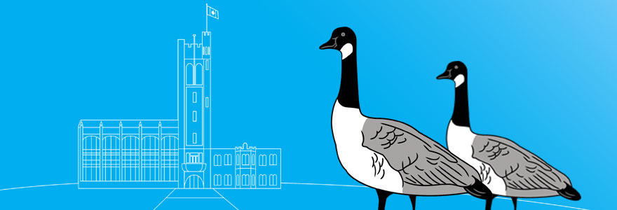 Geese icons on blue background. Reads: Sharing campus with geese