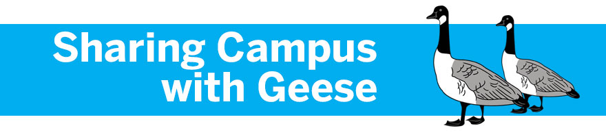 Geese icons on blue background. Reads: Sharing campus with geese