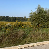 lot of tall grass and a series of medium sized, full trees