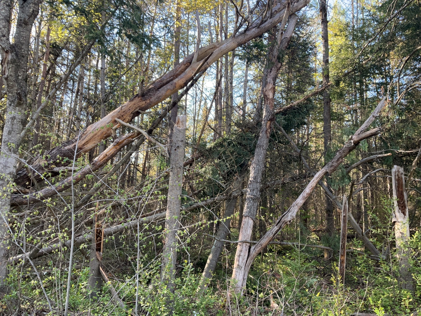 Damage photo