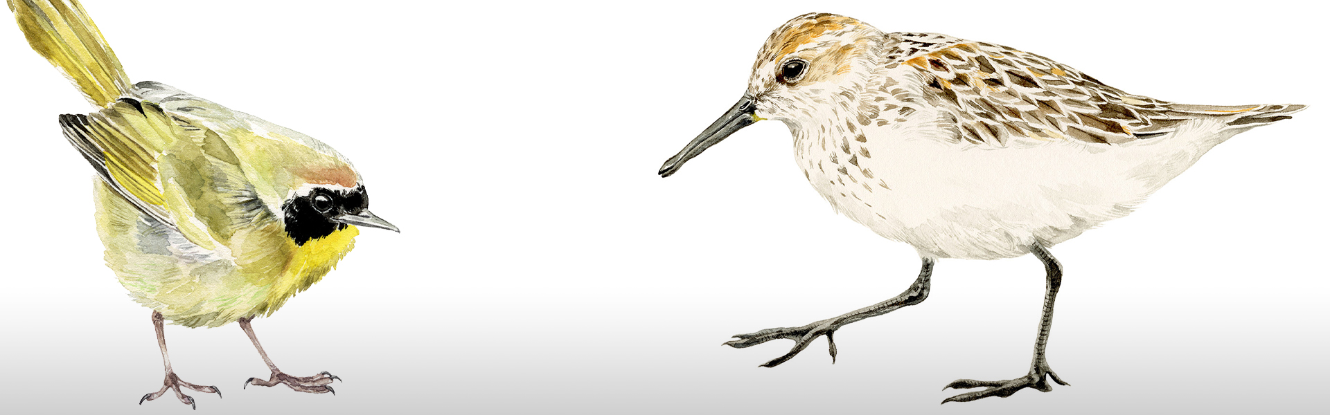 Illustration of two birds on a white background