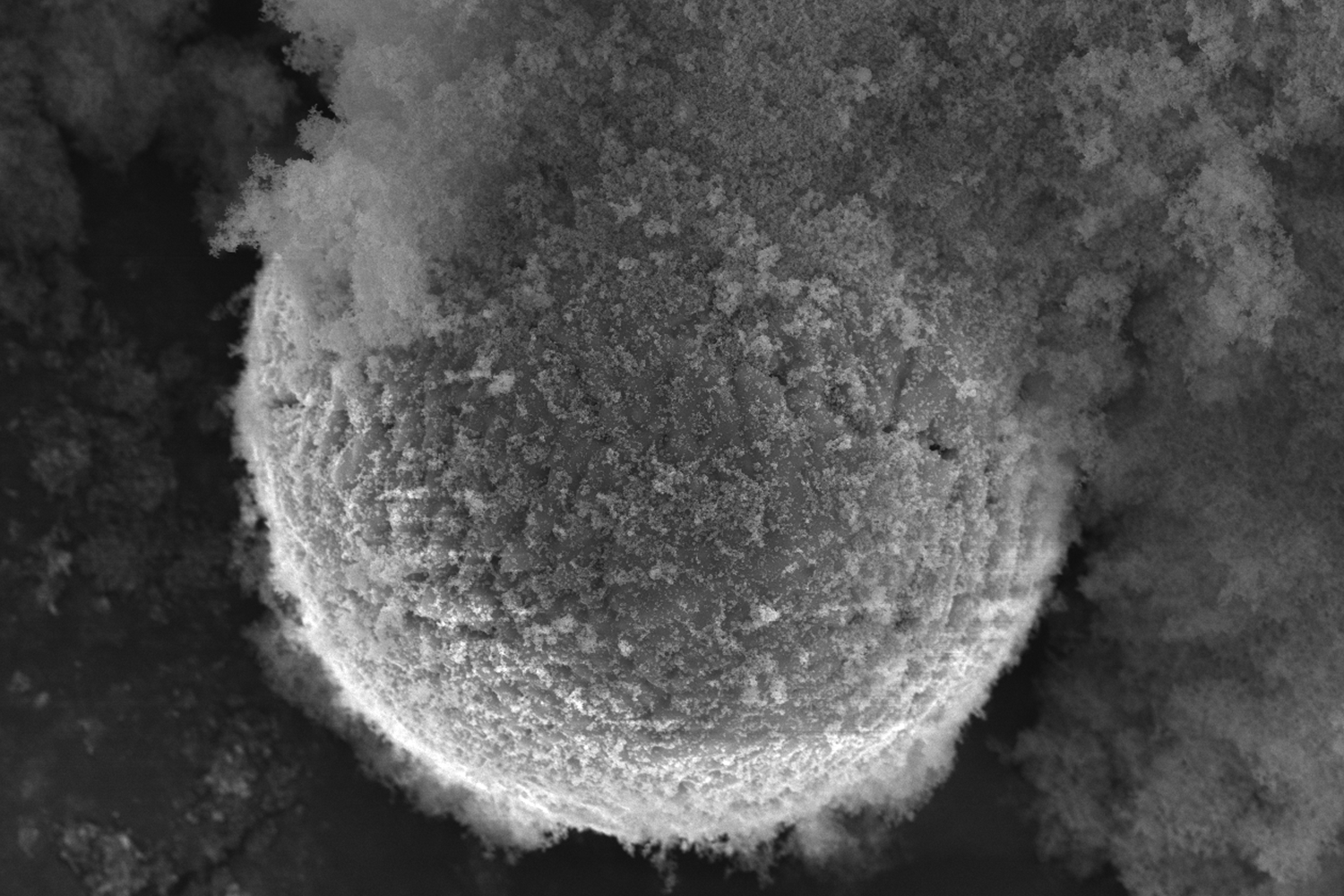 Greyscale image of sphere reacting