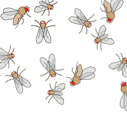 Group of Fruit Flies 