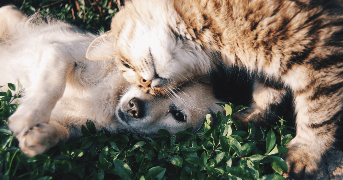 A dog and cat laying together in the grass