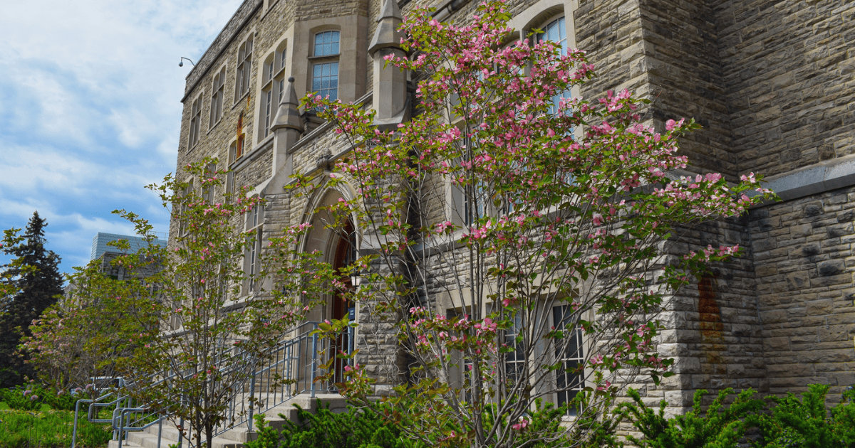 A photo of bright spring flowers outside of University College on Campus