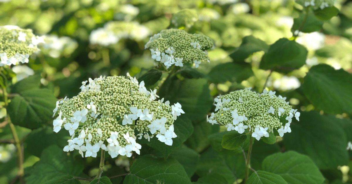 A photo of flowers on a sunny day