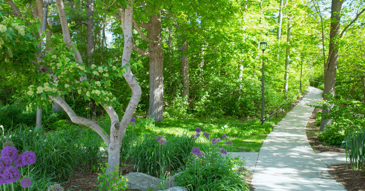 A pathway covered with lush green trees and bright coloured flowers